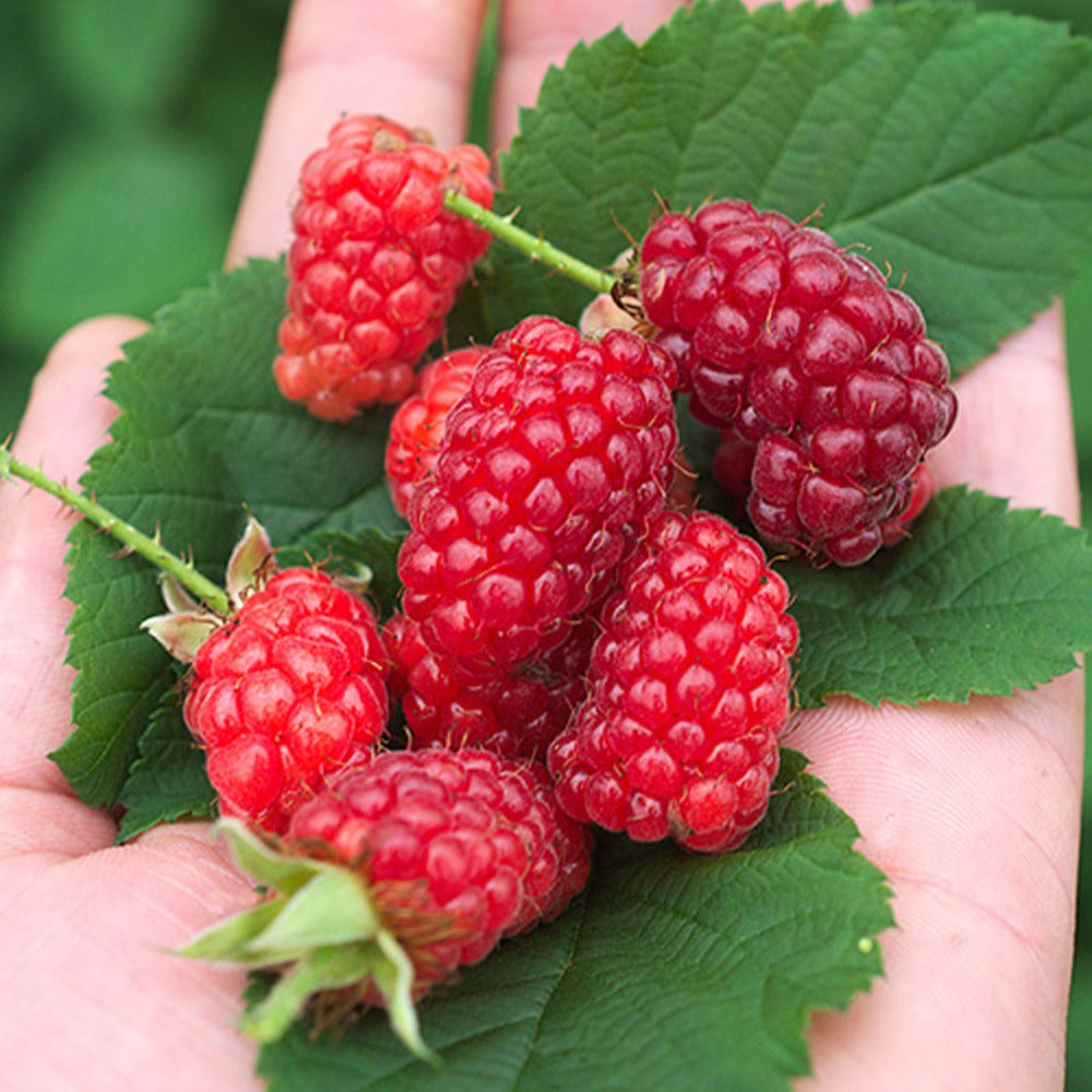 Bakker Bounty Berry mûre-framboise pot 3L fruit rouge