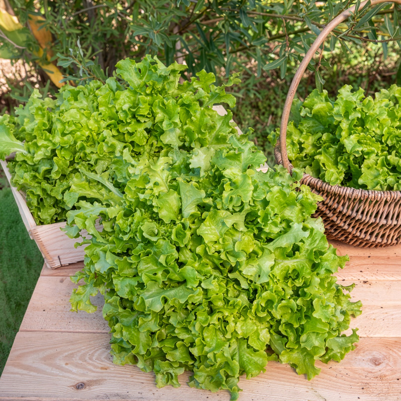 Bakker Potager Laitue Salad Bowl graines sachet 1g à couper