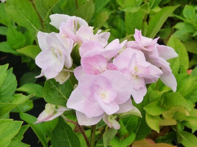 Les Hortensias du Haut Bois Domotoï hortensia fleurs rondes godet