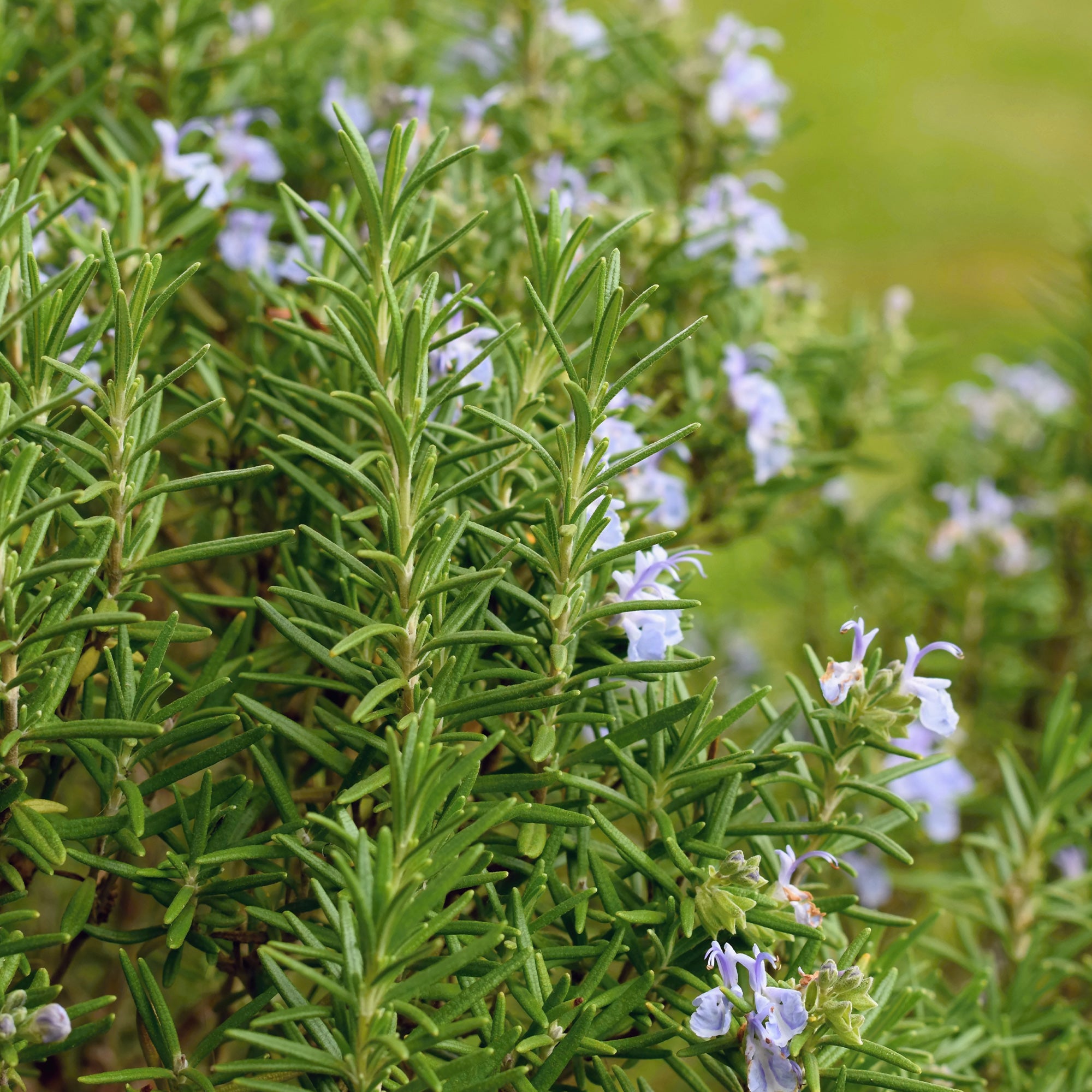 Bakker Romarin officinale aromatique pot 8cm persistant