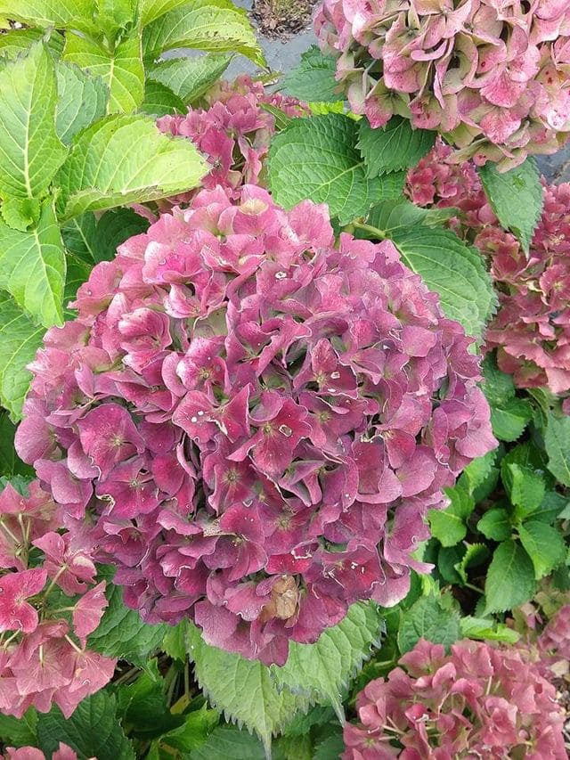 Les Hortensias du Haut Bois Ursula hortensia fleurs rondes godet