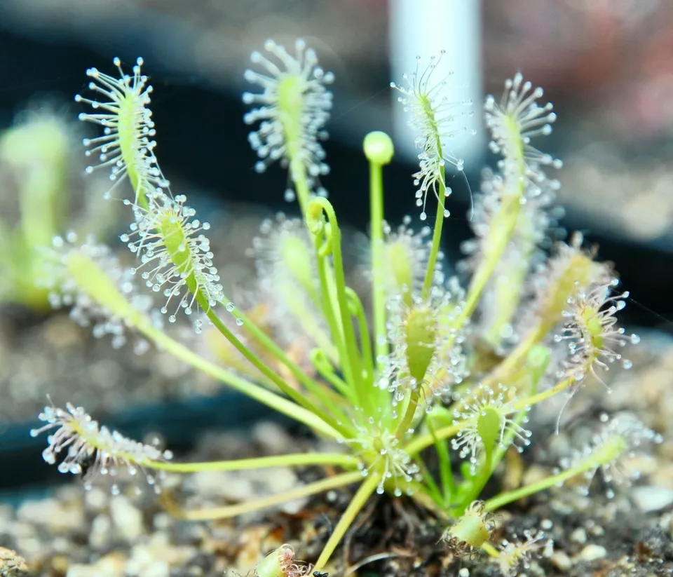 Carniflore Drosera intermedia verte plante carnivore pot 9 cm