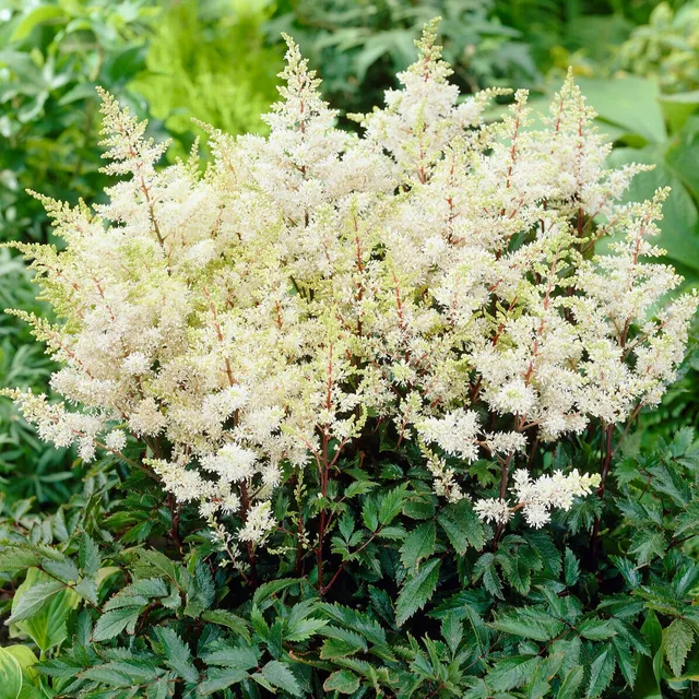 Bakker Ellie astilbe d'Arends vivace pot 11cm blanc ombre
