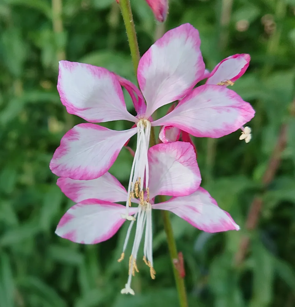 Passion Vivaces Gaura plante vivace pot 1 L floraison généreuse