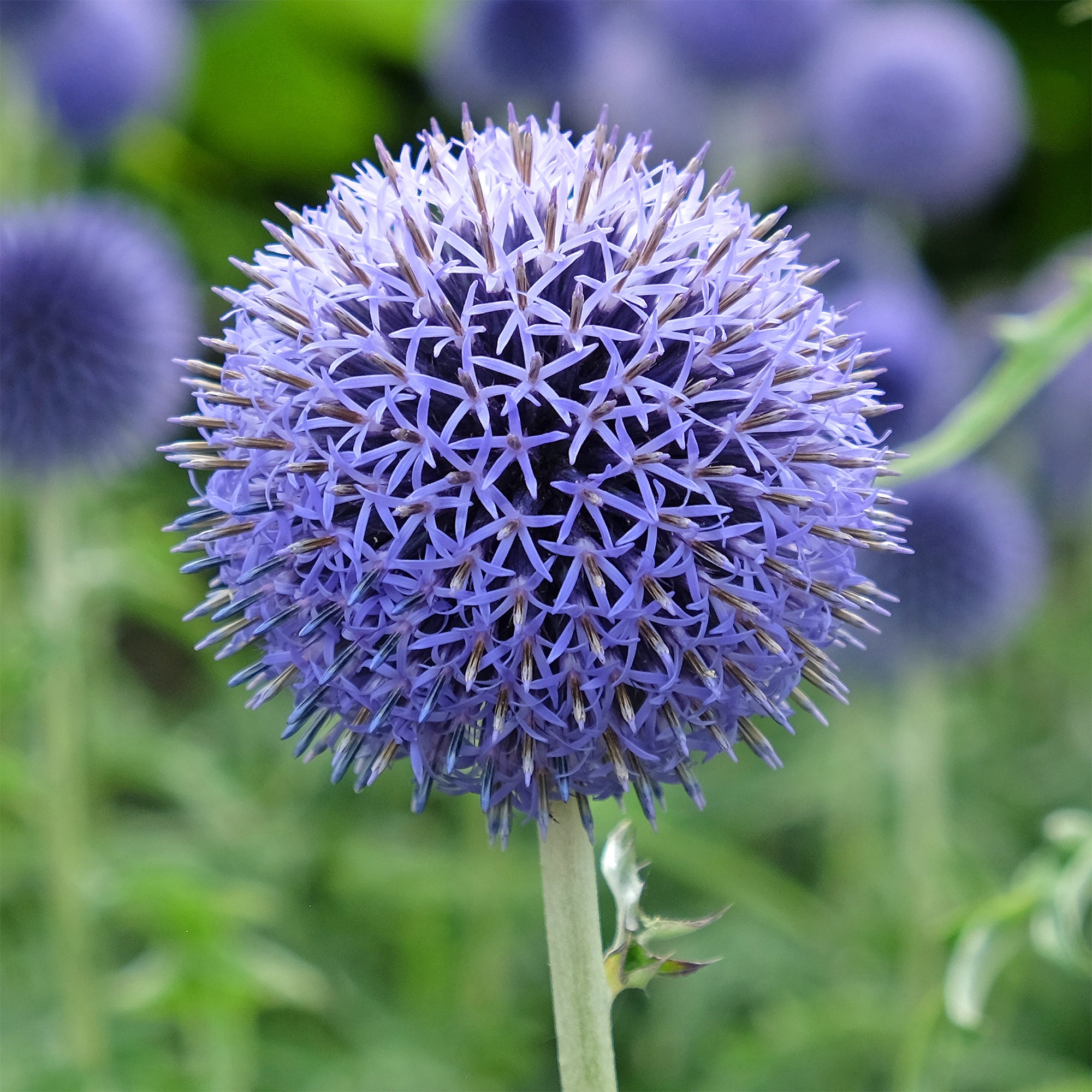 Bakker Boule azurée Blue Globe vivace pot 8cm bleu métal