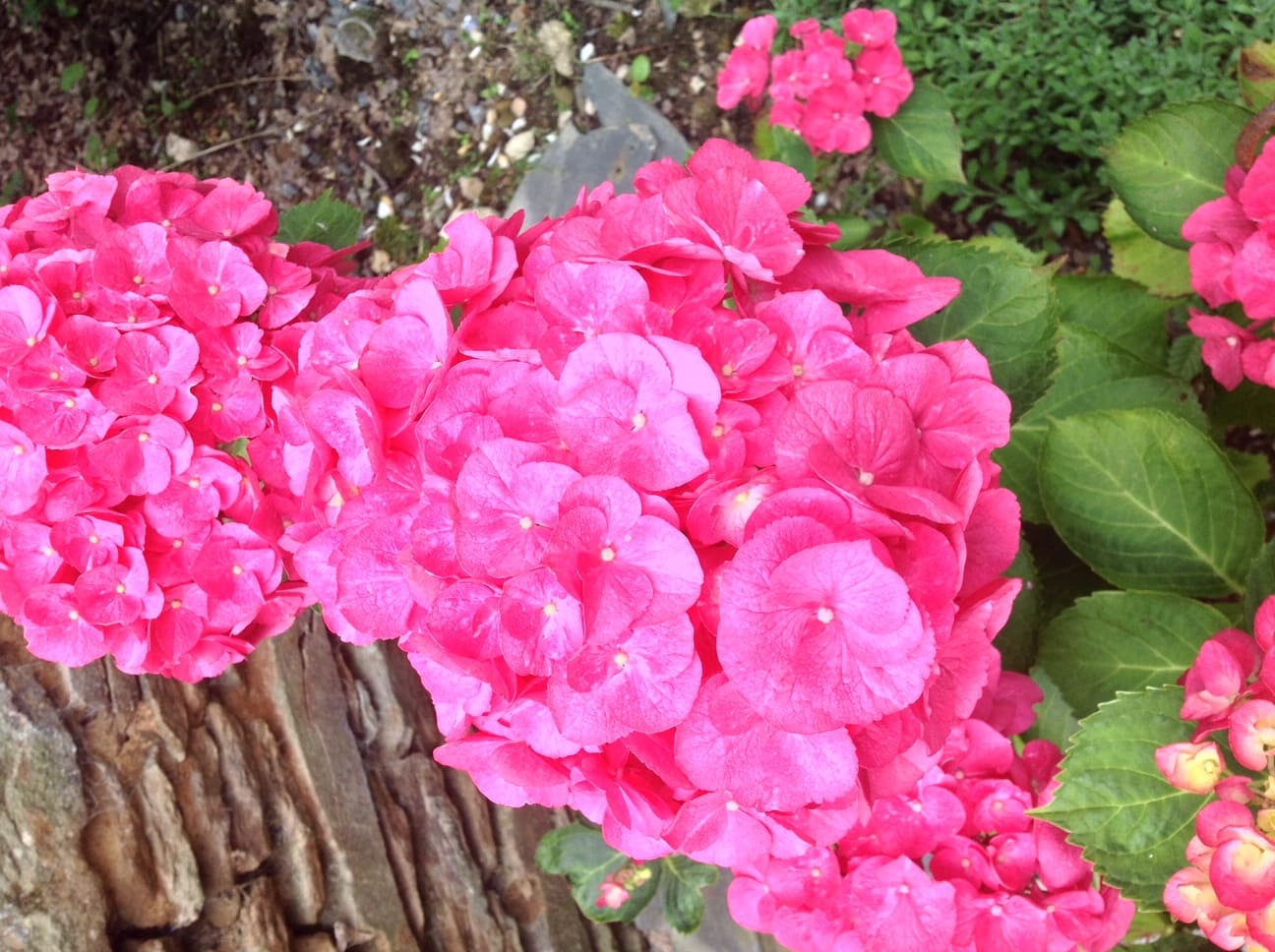 Les Hortensias du Haut Bois Royal hortensia fleurs rondes godet