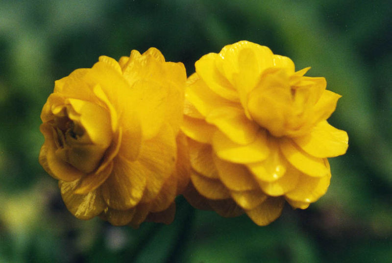 Ranunculus ficaria Plena renoncule godet fleur double jaune