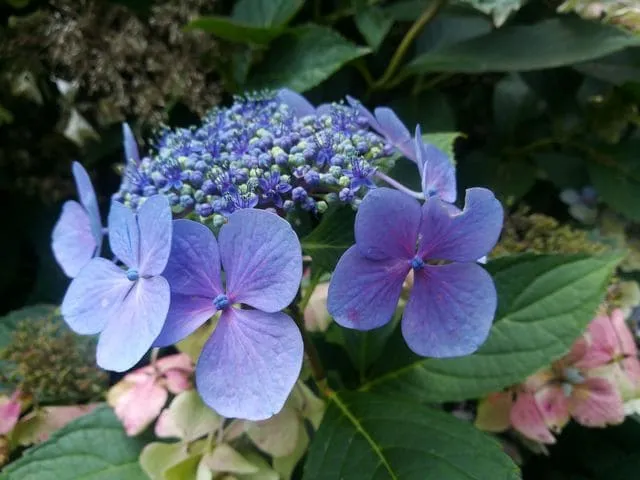 Les Hortensias du Haut Bois Blue Wave hortensia plates godet
