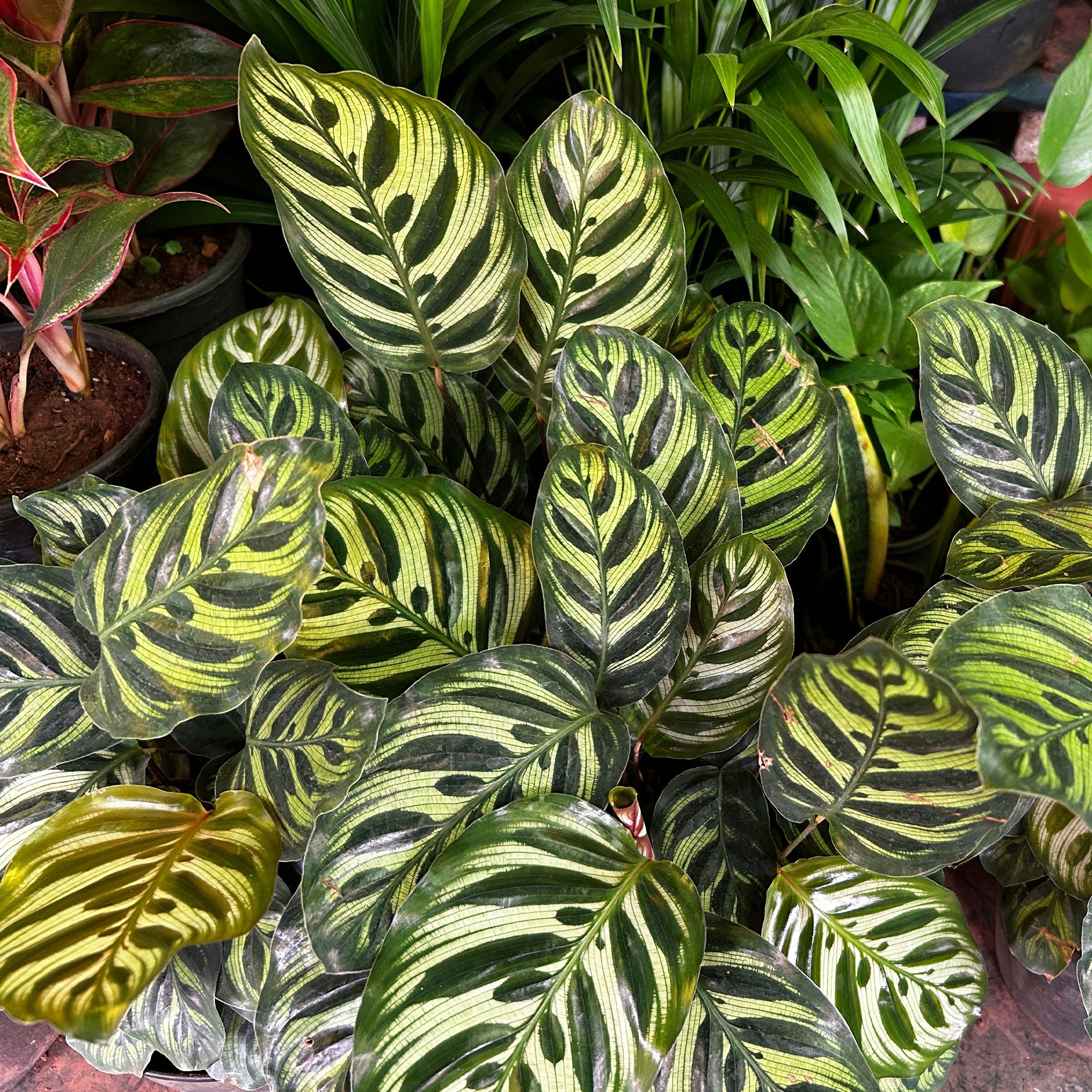 Bakker Calathea makoyana plante d'intérieur pot Ø14cm 40-60cm paon