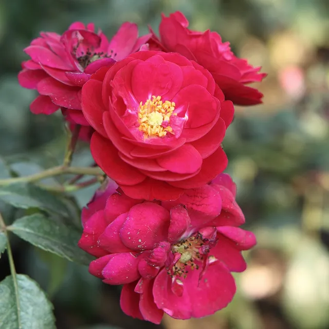 Bakker Rosier Starlet-Rose Lola rouge pot 4L parfumé