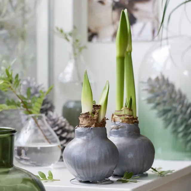 Bakker Gloss Silver amaryllis ciré pièce fleurs rouges