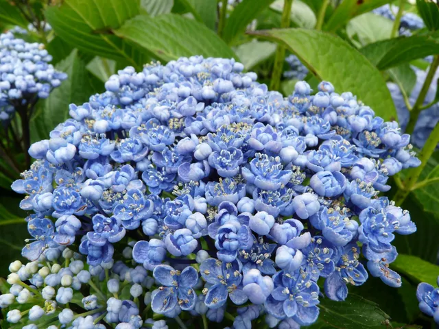 Les Hortensias du Haut Bois Etanin hortensia fleurs plates godet