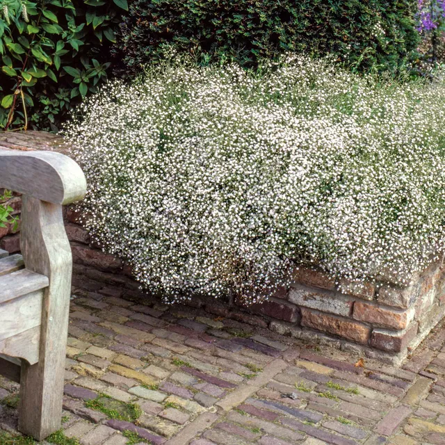 Bakker Gypsophile blanche vivace lot 3 racines nues soleil