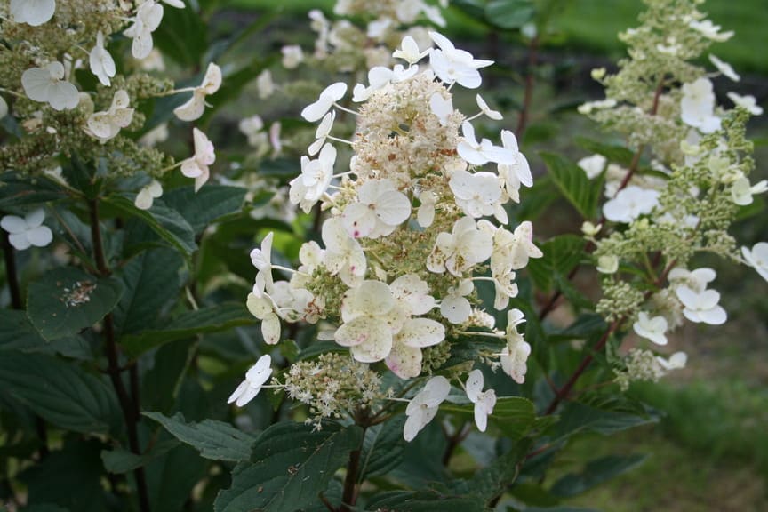 Floribunda Hydrangea paniculata hortensia panicule