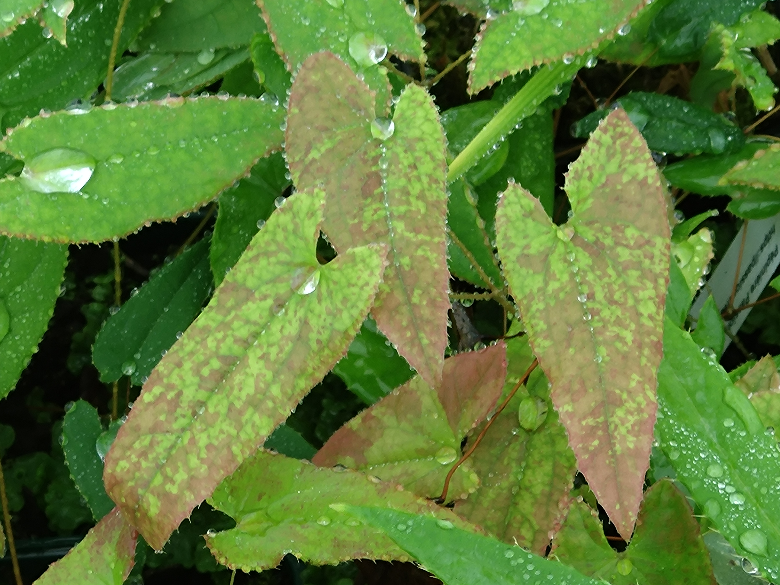 Passion Vivaces Epimedium Pink Constellation plante pot 1L rose