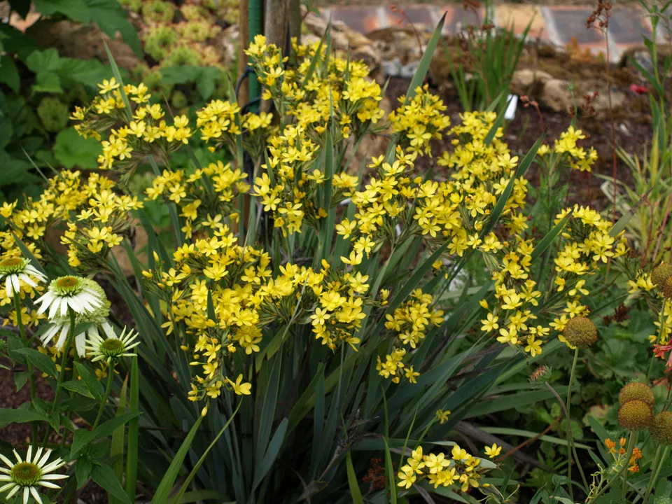 Sisyrinchium palmifolium vivace godet fleurs jaunes persistante