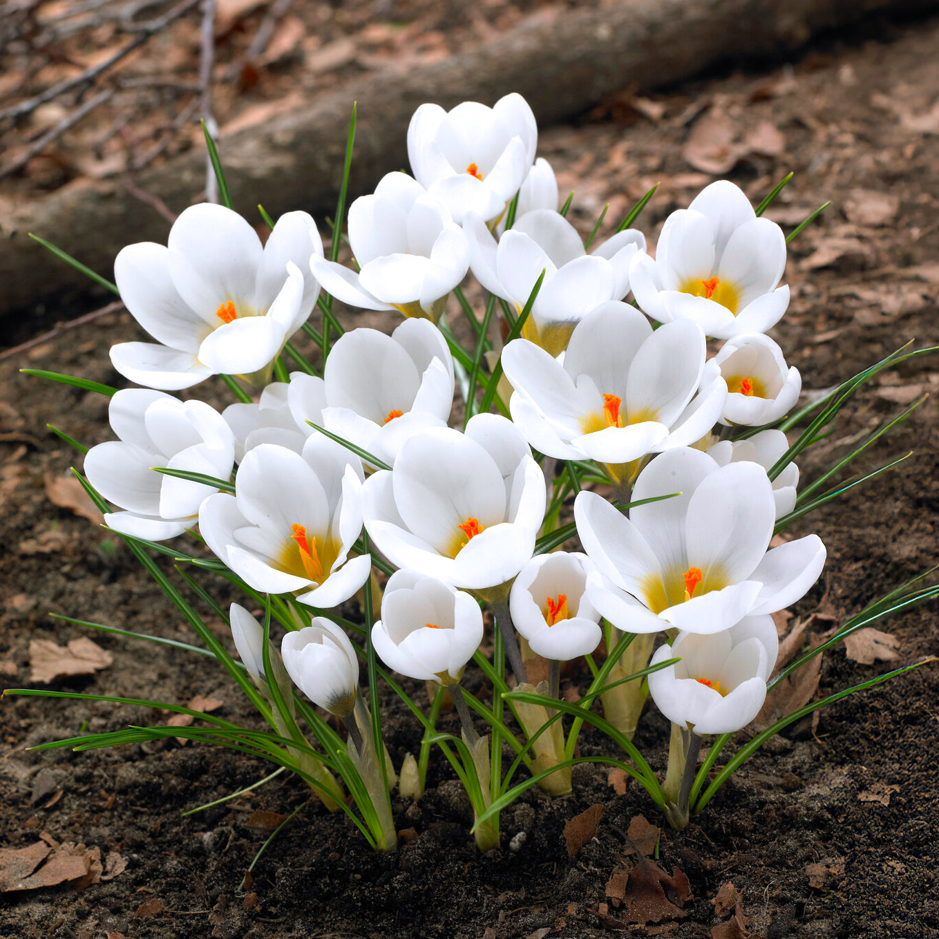 Bakker 10 Crocus Ard Schenk bulbes sachet blanc jaune