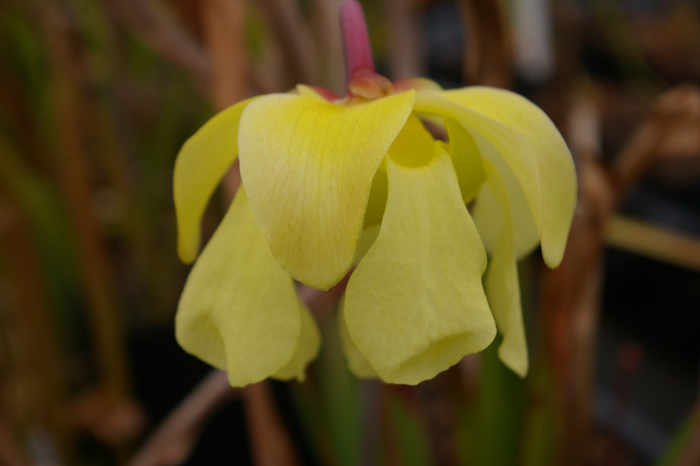 Carniflore Sarracenia alata rubrioperculata plante carnivore pot 11cm