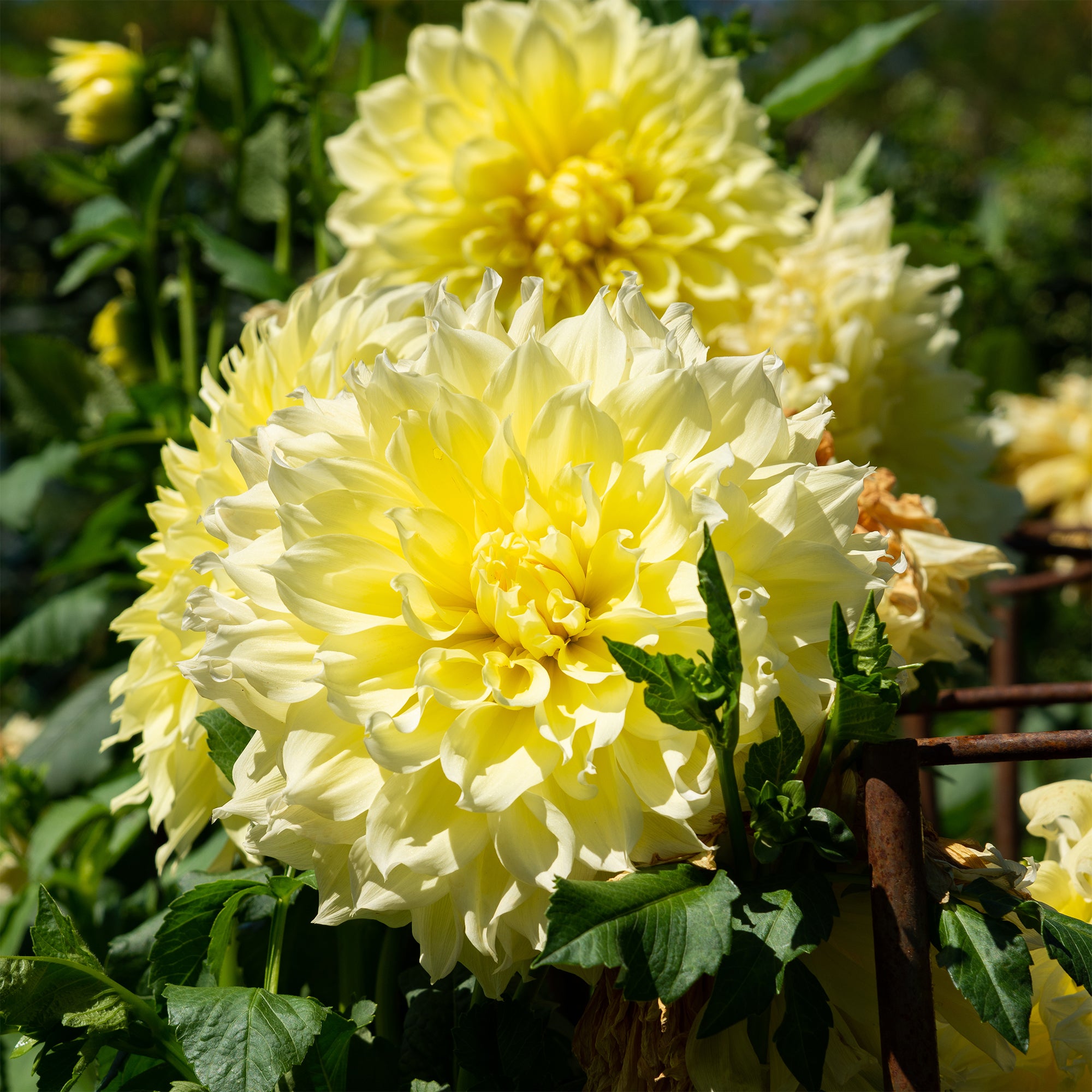 Bakker Bulbes Dahlia Kelvin Floodlight jaune sachet 3 bulbes