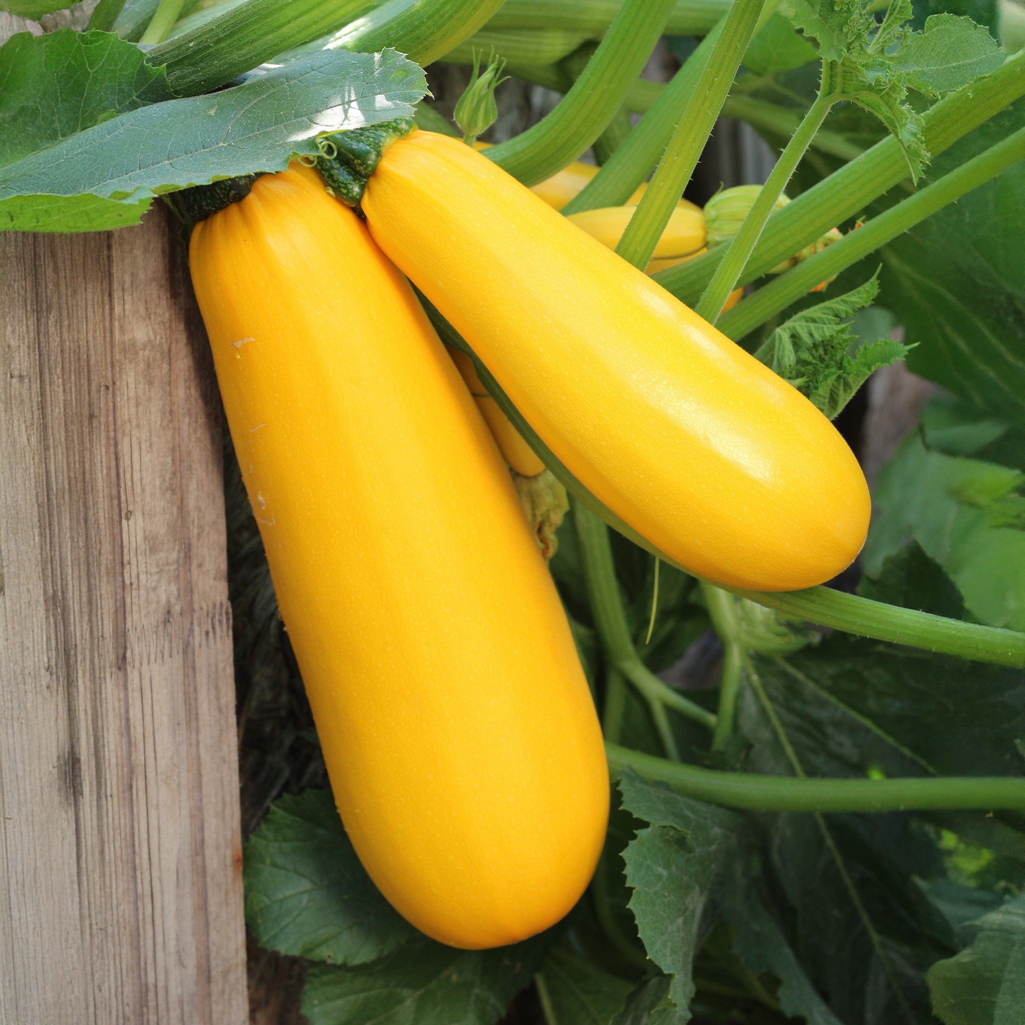 Bakker Potager Courgette Soleil F1 graine jaune sachet 10 graines