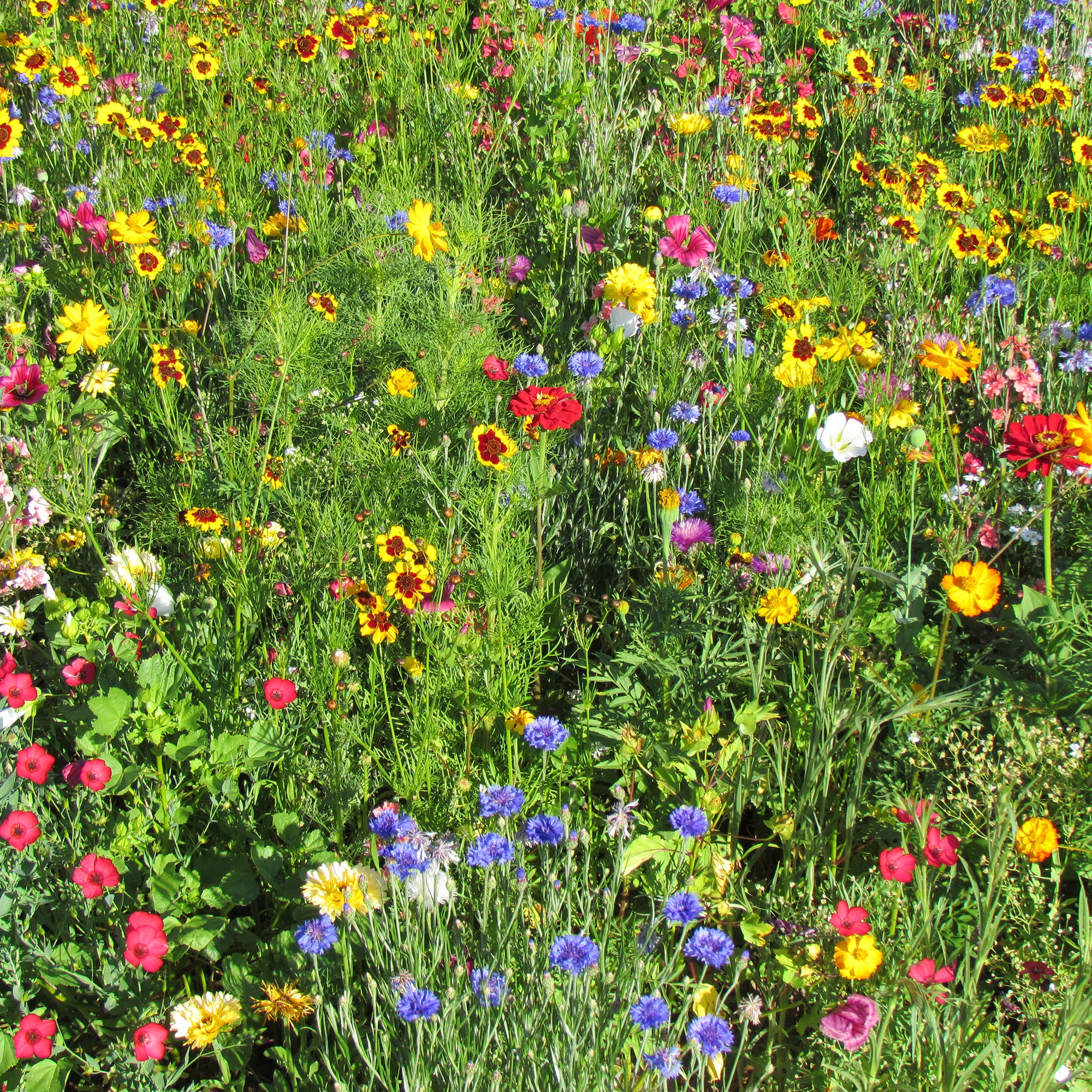 Bakker Mélange estival graines fleurs multicolores 20g