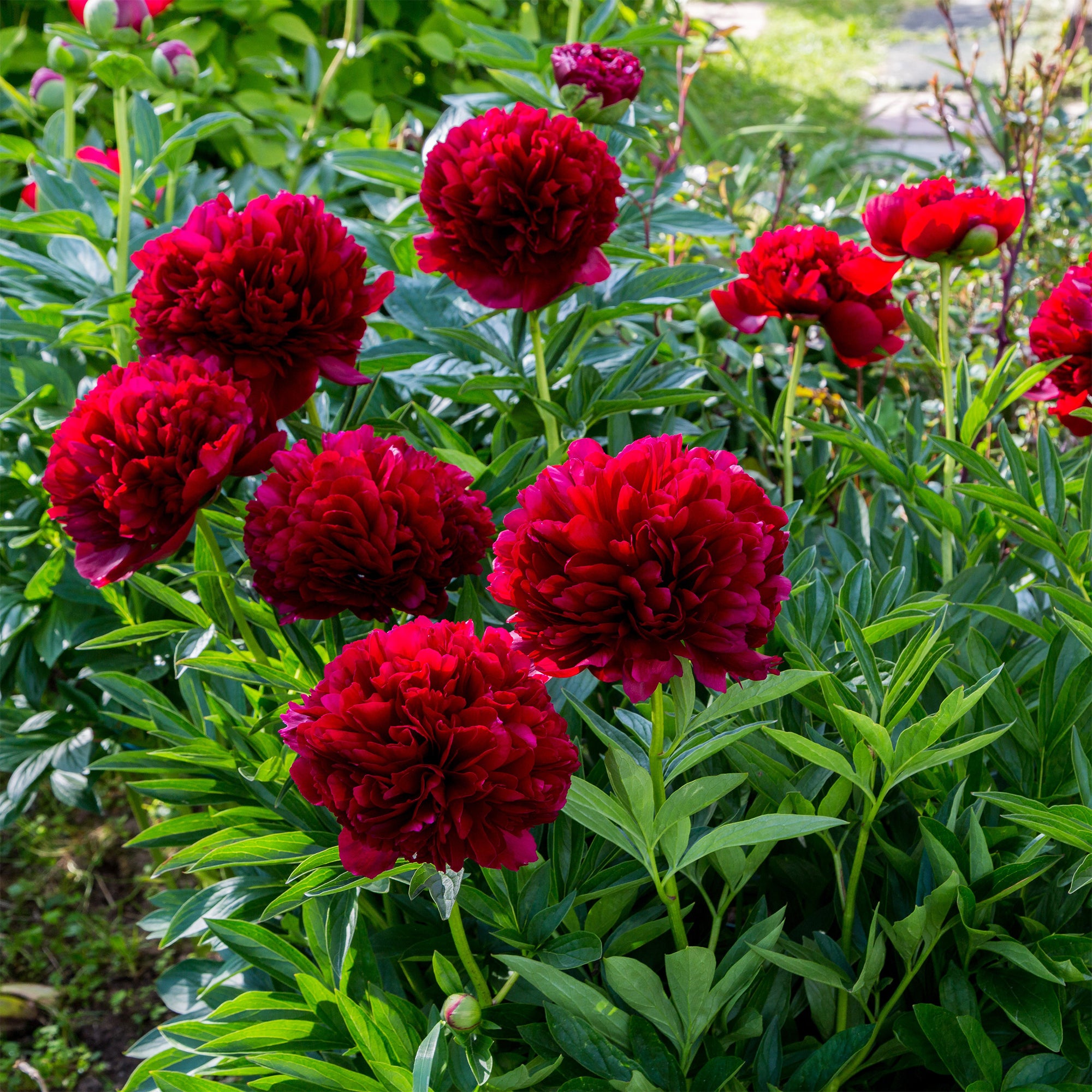 Bakker Pivoine Red Charm vivace racine nue fleurs rouges doubles