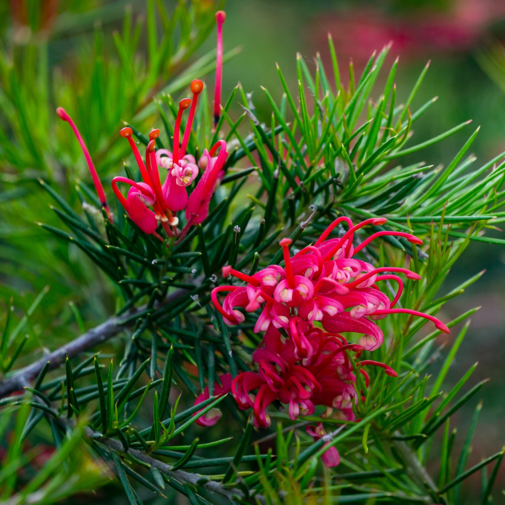 Bakker Grevillea juniperina arbuste fleurs rouges pot 1.3L