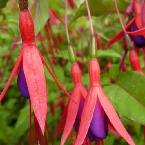 Bakker Fuchsia rustique feuilles pourpres pot Ø 9 cm
