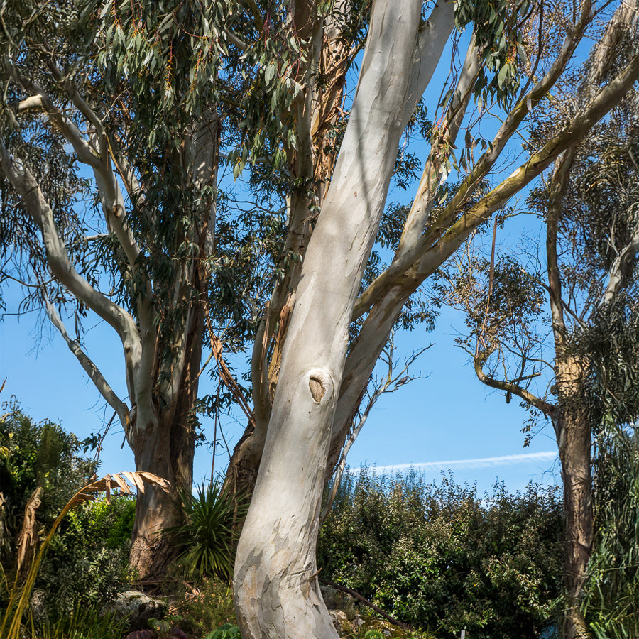 Bakker Eucalyptus gunnii arbre persistant pot 1.5L 70-90cm rustique