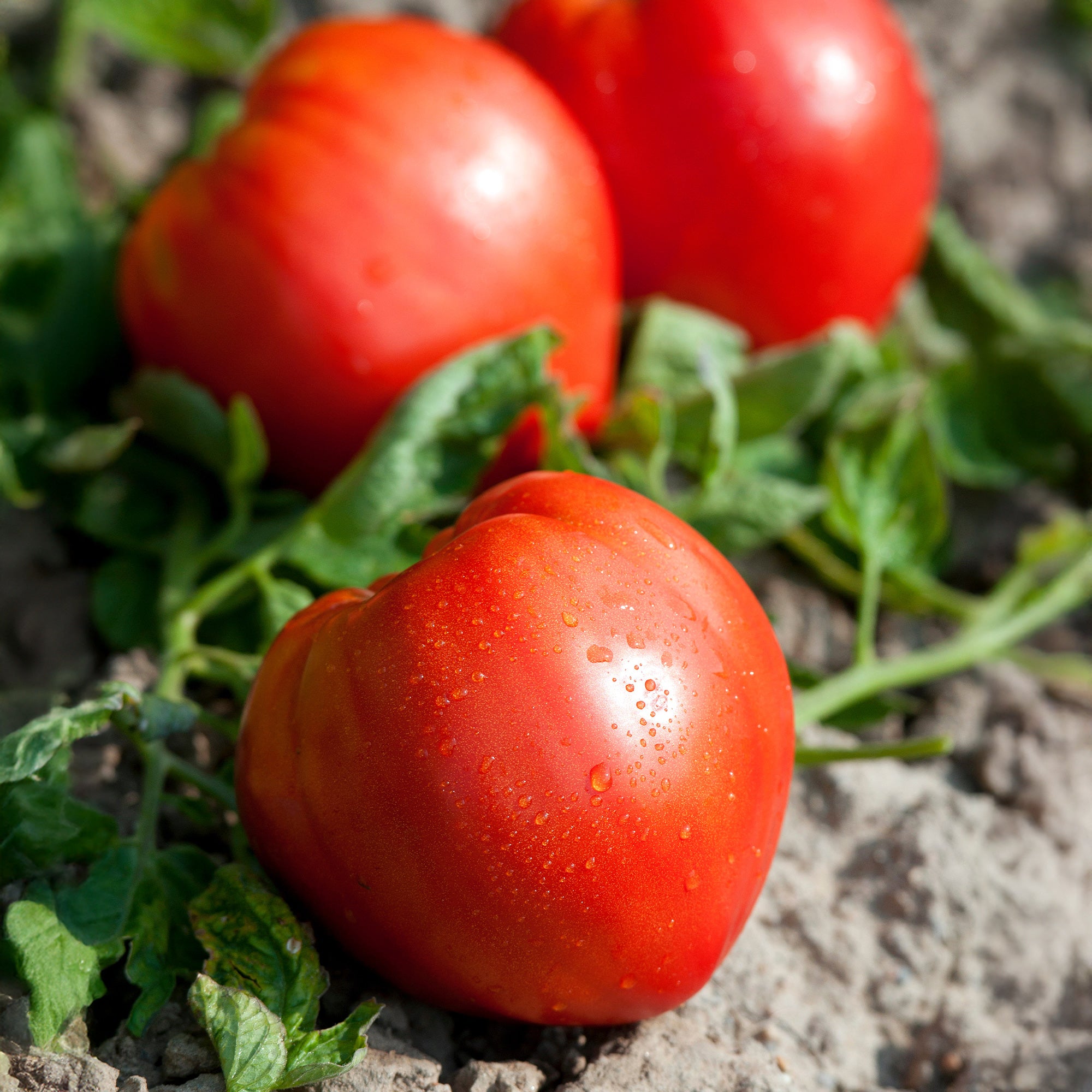 Bakker Cœur de Bœuf plant tomate lot 3 pots 10,5cm