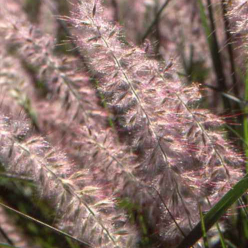 Bakker Plantes Pennisetum orientale pot 8cm graminée rose