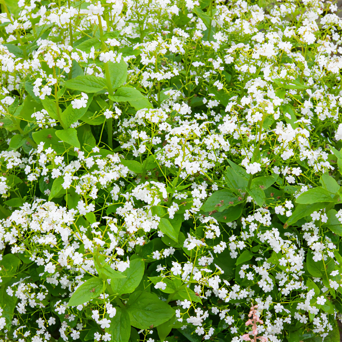 Bakker Myosotis Betty Bowring vivace pot 9cm fleurs blanches