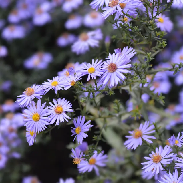 Bakker Aster Kippenberg nain violet vivace pot Ø 9cm