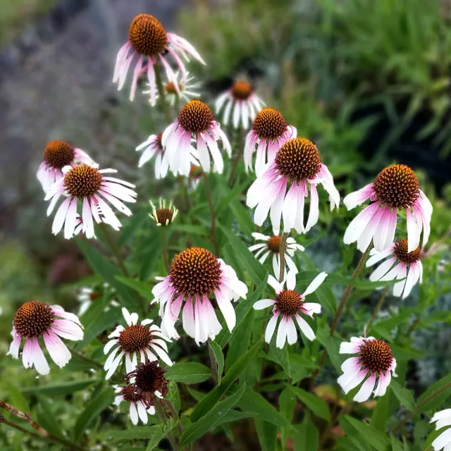 Passion Vivaces Echinacea Pretty Parasol échinacée pot rose blanc