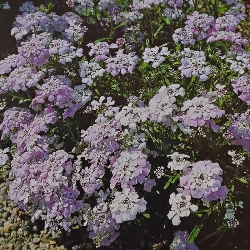 Iberis sempervirens Pink Eyes plante vivace godet persistant