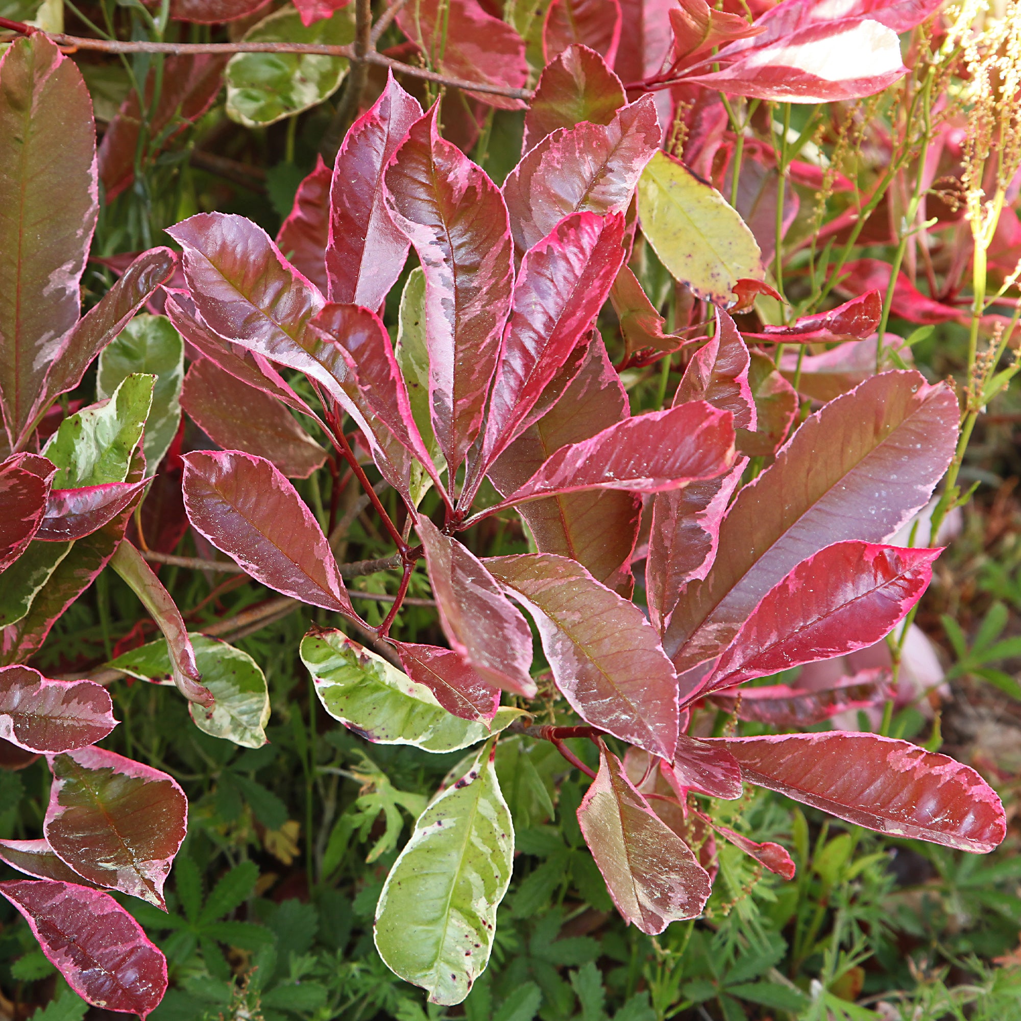 Bakker Photinia fraseri Louise arbuste haie 2L 30-40cm