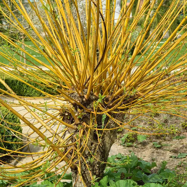 Bakker Saule des vanniers Salix viminalis arbuste pot 2L 60-80cm