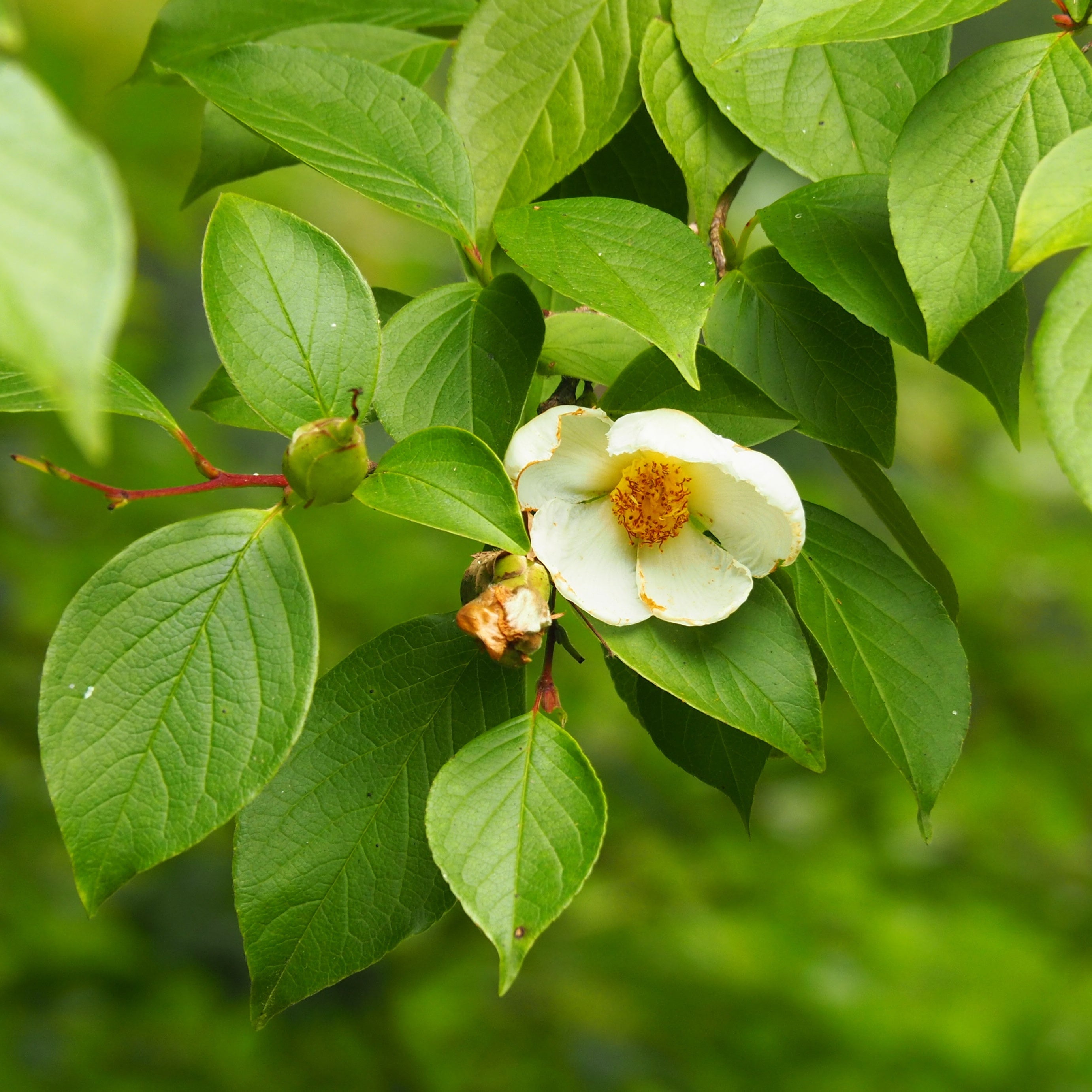 Bakker Stewartia arbre fleurs blanches pot 3L 60-70cm