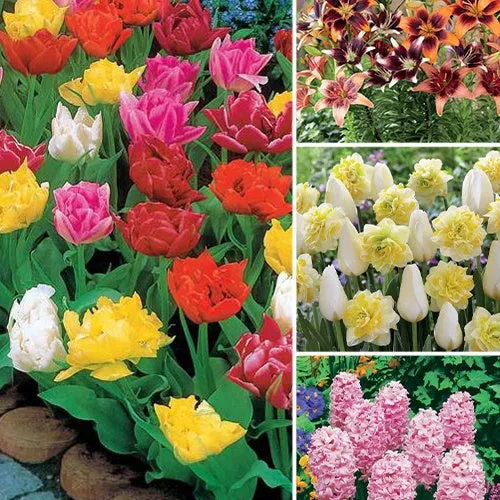 Bakker Bulbes à fleurs 101 bulbes de printemps sachet mélange