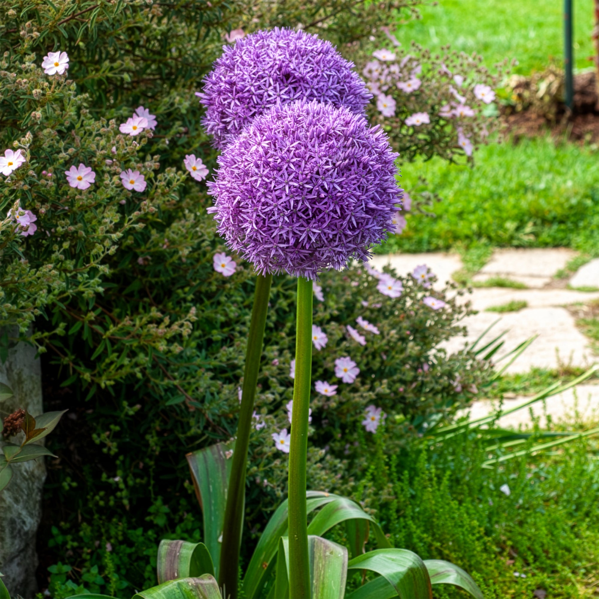 Bakker Plantes vivaces Ail géant de l'Himalaya bulbe sachet 1 bulbe violet 150 cm