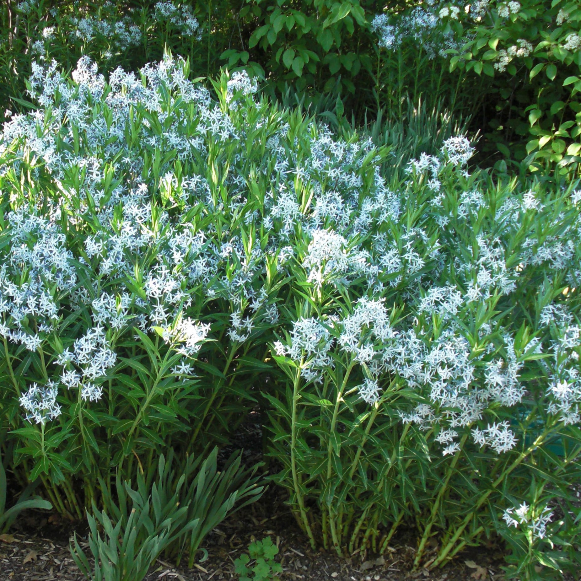 Passion Vivaces Amsonia ciliata plante vivace pot 1L bleu ciel