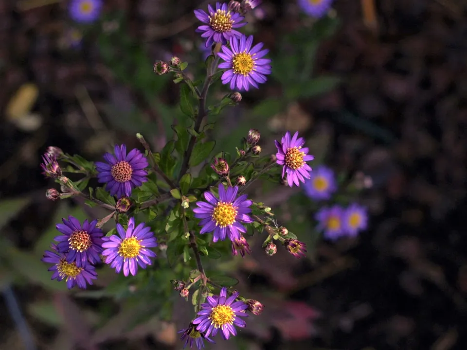Passion Vivaces Aster ageratoides Ezo Murazaki vivace godet violet
