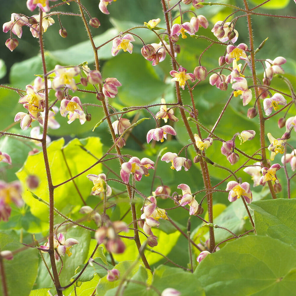 Bakker Epimedium pubigerum fleur des elfes pot 9 cm