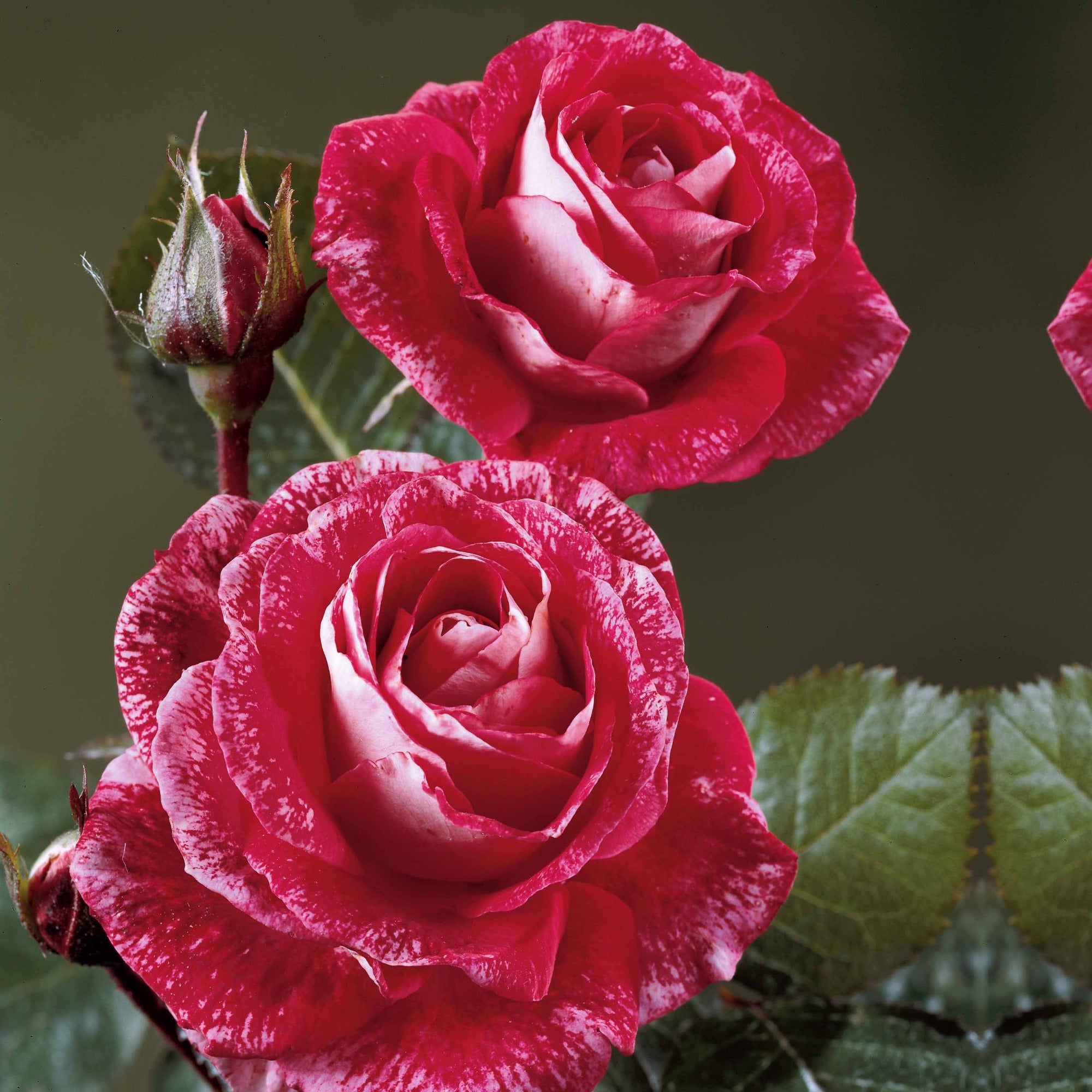 Bakker Rosiers Collection 3 buissons Famosa rosier parfumé lot 3