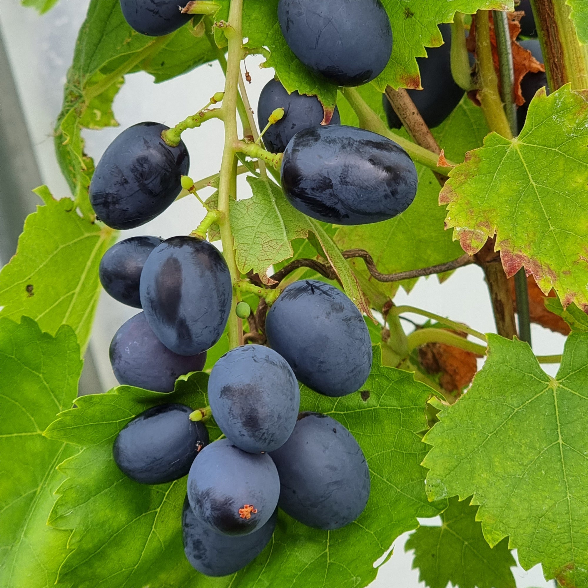 Bakker Vigne Attika sans pépins pot 3L raisin noir