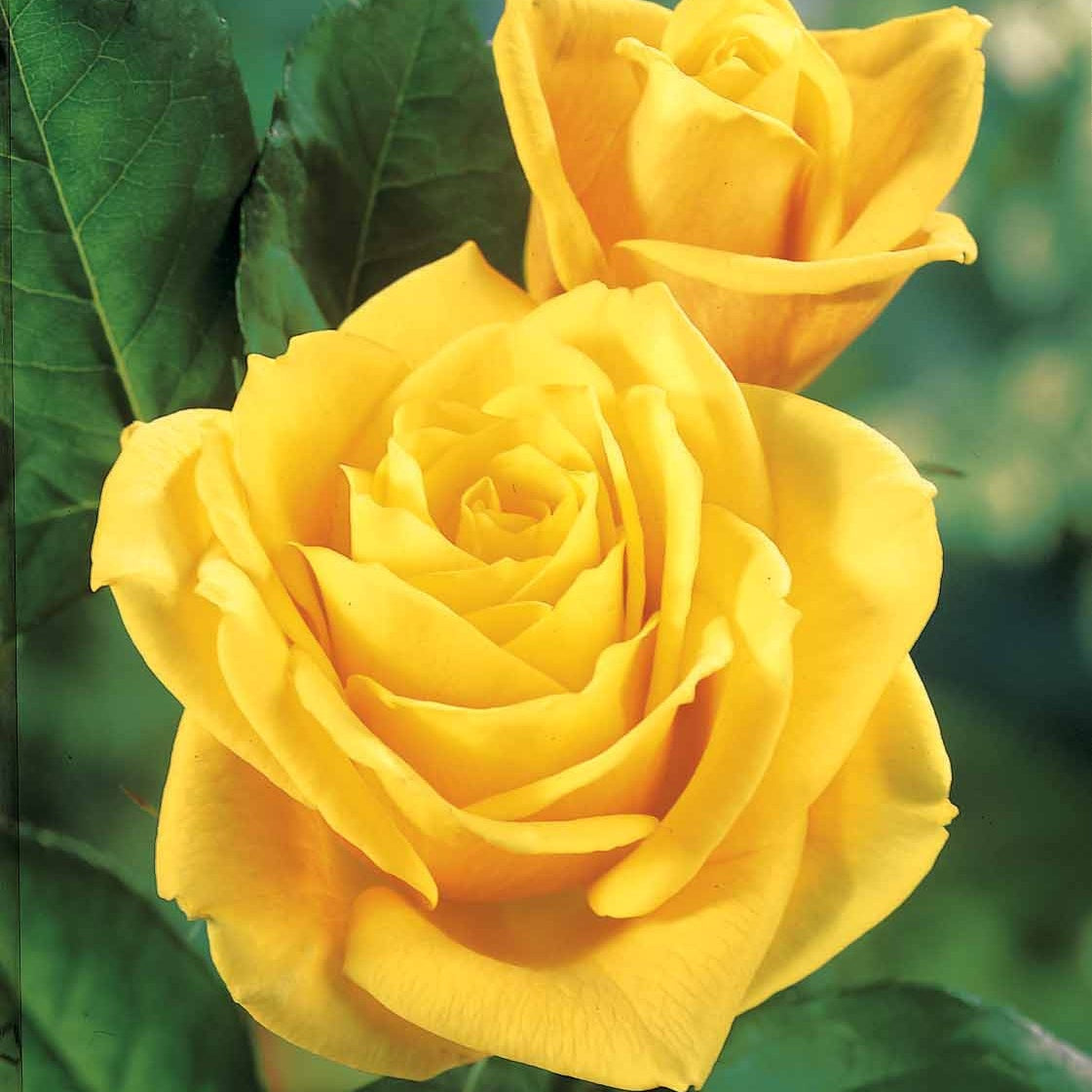 Bakker Rosier Hadangel buisson jaune racine nue