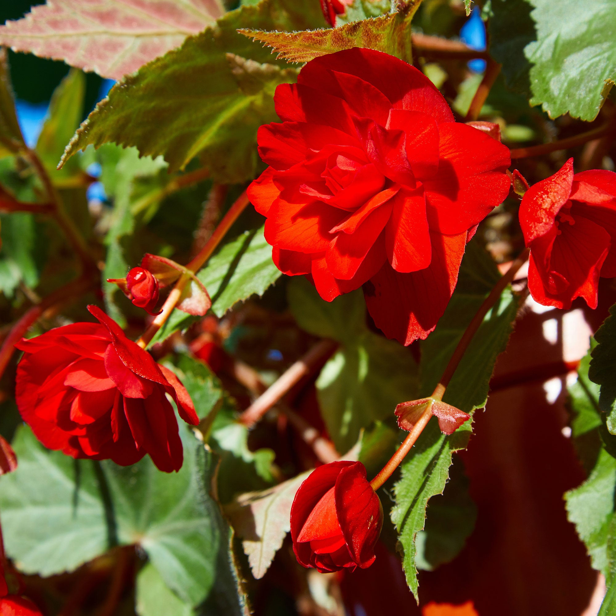 Bakker Bégonia grandes fleurs rouges plante terrasse pot Ø10,5cm