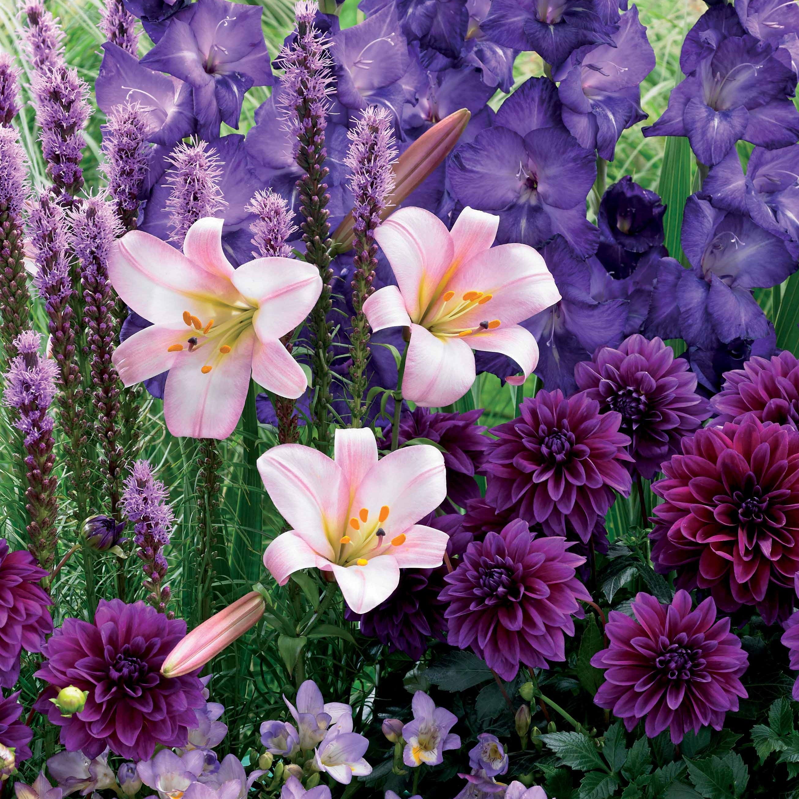 Bakker Bulbes d'été en mélange sachet 29 floraison longue