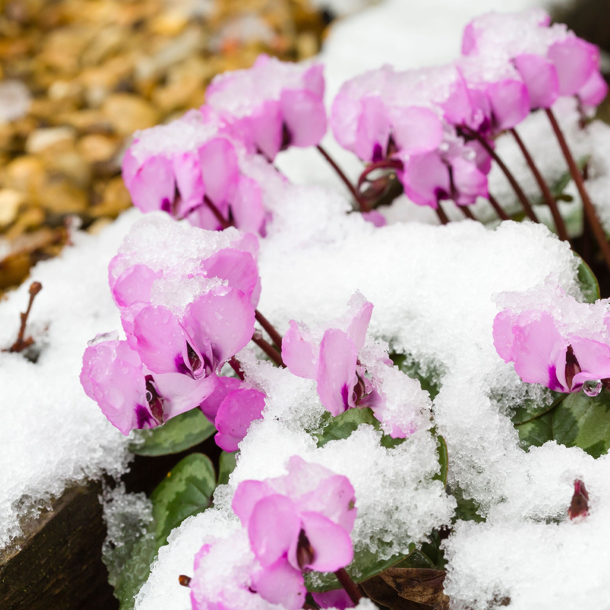 Bakker Cyclamen coum Rose plante vivace pot 8cm