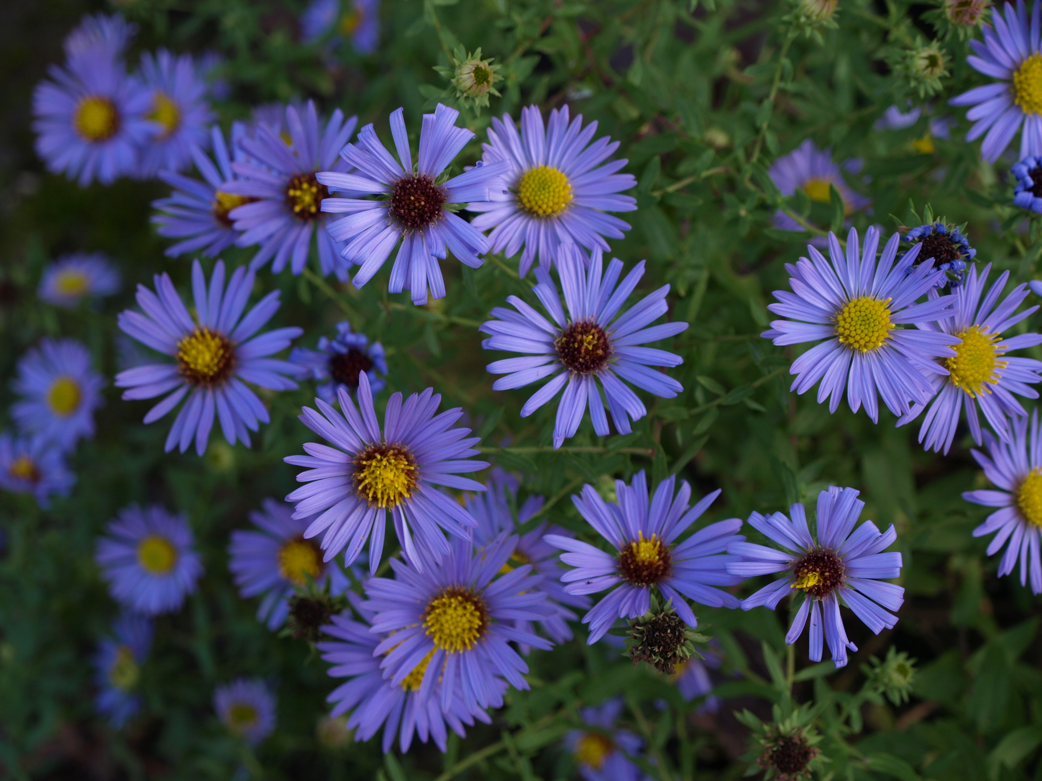 Passion Vivaces Aster October Skies plante godet fleurs bleues